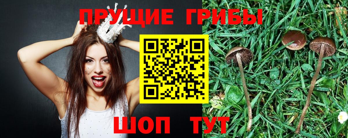 Псилоцибиновые грибы GOLDEN TEACHER  Вход с VPN  Нурлат  Псилоцибиновые грибы мицелий 